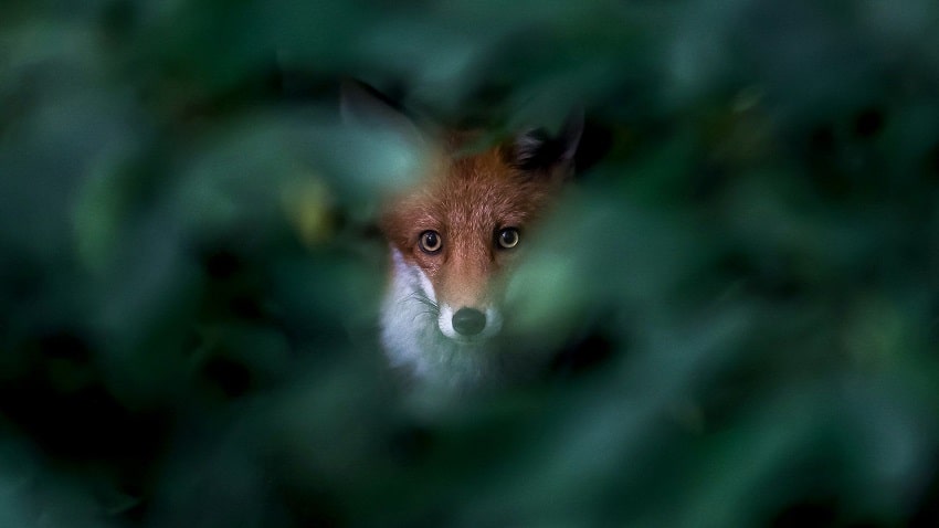 عکاسی طبیعت از یک روباه